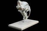 False Saber-Tooth Cat (Hoplophoneus) Skull - South Dakota #78249-6